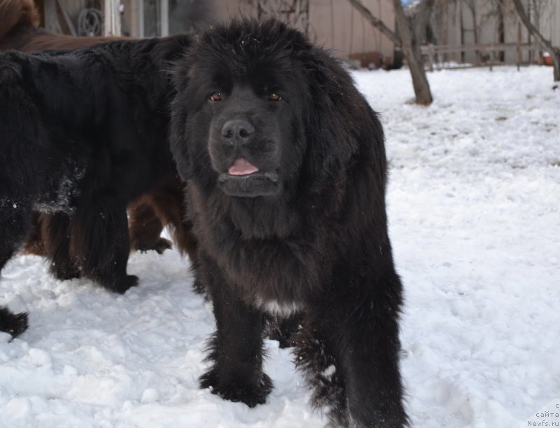 Фото: ньюфаундленд Талисман Моря Мишель