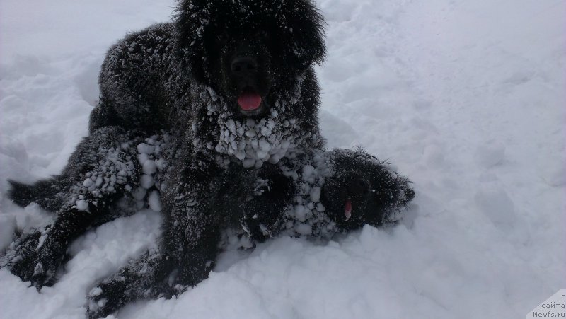 Фотография № 176036