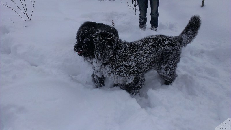 Фотография № 176040