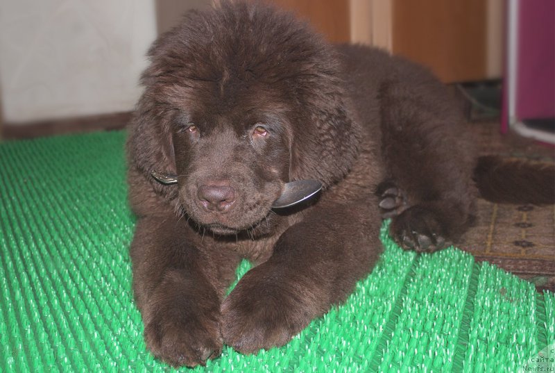 Фото: ньюфаундленд Наоми Таголири фор Браунблад (Naomi Tagoliri for Brouwnblood)