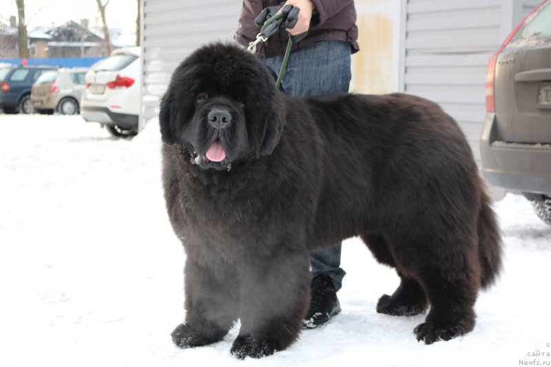 Фото: ньюфаундленд Дак Прайд Виттон (Dark Pride Vuitton)