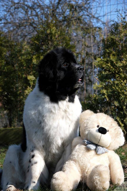 Фото: ньюфаундленд Черная Мафия Зебра Тиме (Chernaya Mafia Zebra Time)