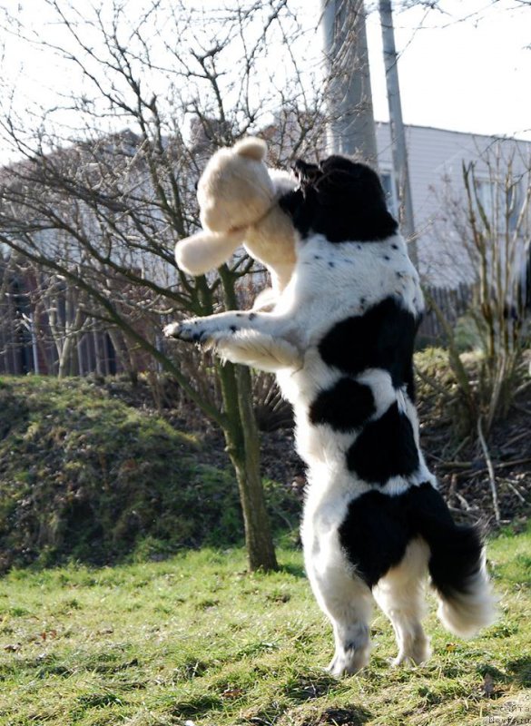 Фото: ньюфаундленд Черная Мафия Зебра Тиме (Chernaya Mafia Zebra Time)