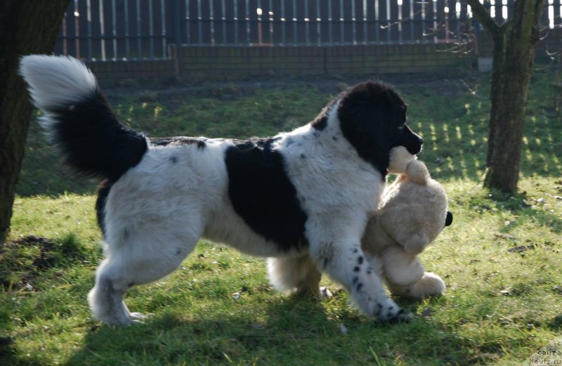 Фото: ньюфаундленд Черная Мафия Зебра Тиме (Chernaya Mafia Zebra Time)