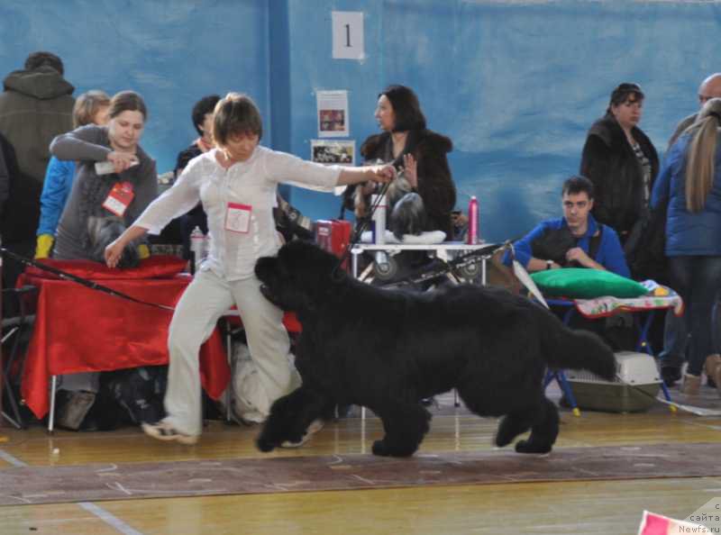 Фото: ньюфаундленд С'Нежная Вьюга Альянико Дель Вультуре (S'Nezhnaya Vjuga Alyaniko del Vulture), Елена Кропотова