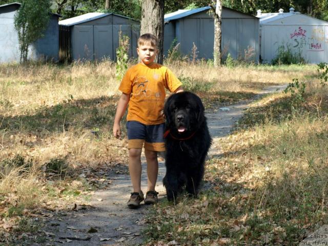 Фото: ньюфаундленд Аким из Волотова (Akim iz Volotova)