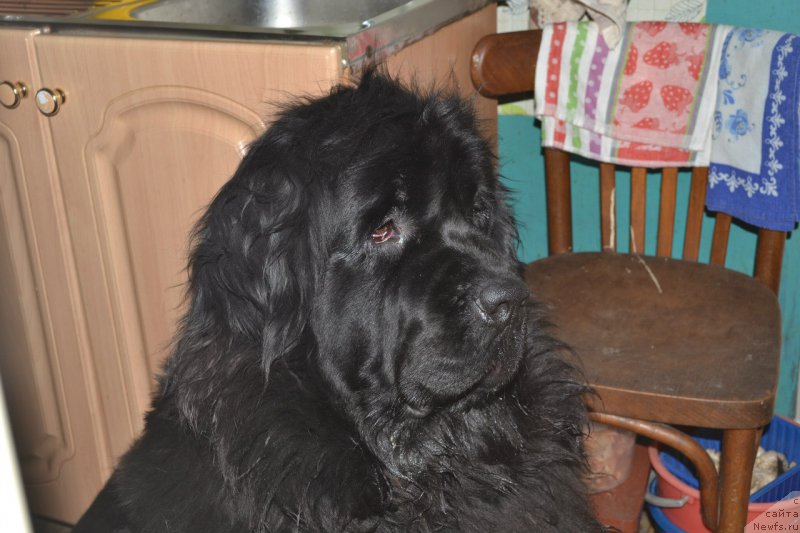 Фото: ньюфаундленд Черная Мафия Зоом Инто Ме (Chernaya Mafia Zoom Into Me)