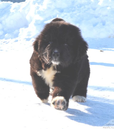 Фотография № 176070