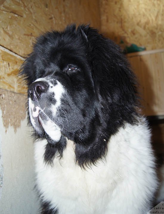 Фотография № 176072