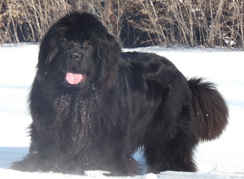 Фото: ньюфаундленд Супер Бизон Лаутхани Лайма