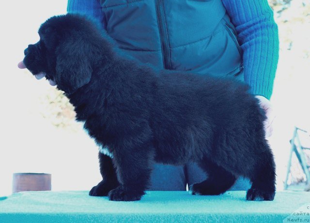 Фото: Акватория Келвин Дайвер