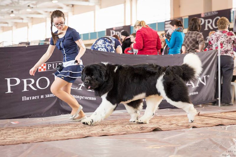 Фото: ньюфаундленд Супер Бизон Златогор