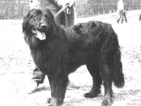 Фото: ньюфаундленд Лайма Скизан