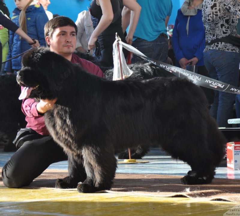Фото: ньюфаундленд Супер Премиум Оникс