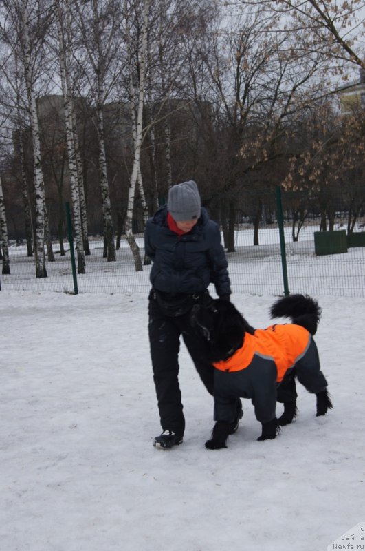 Фото: Лариса Кутина, ньюфаундленд Белкондер-Клаб Угли-Бугли (Belkonder-Club Ugli-Boogli)