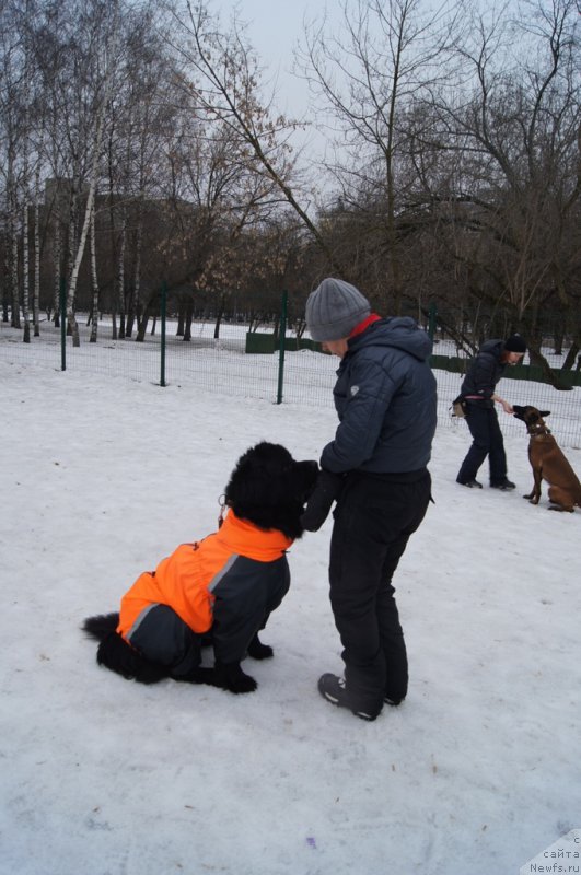 Фото: Лариса Кутина, ньюфаундленд Белкондер-Клаб Угли-Бугли (Belkonder-Club Ugli-Boogli), Мария Бойкова