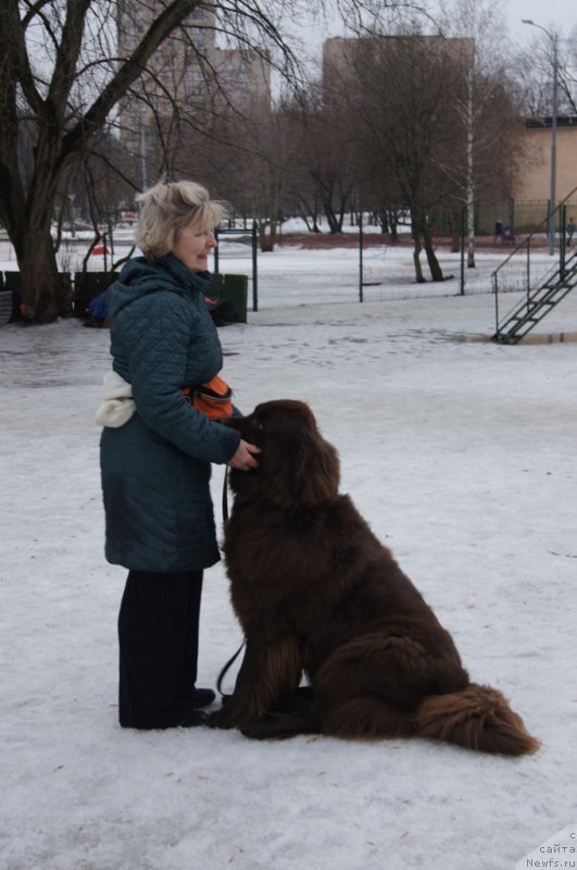 Фото: Наталья Смазчикова, ньюфаундленд Фееричная Фортунатусси с Берега Дона (Feerichnaja Fortunatussi s Berega Dona)