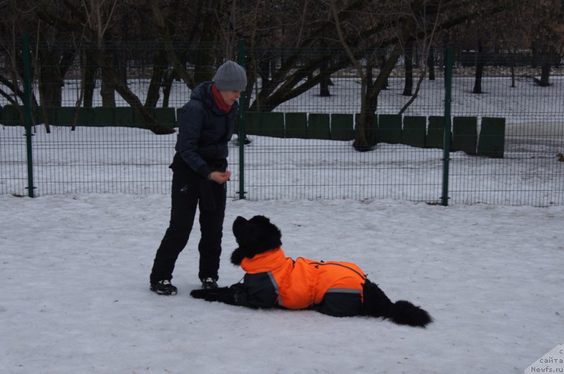 Фото: Лариса Кутина, ньюфаундленд Белкондер-Клаб Угли-Бугли (Belkonder-Club Ugli-Boogli)