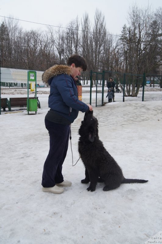 Фото: ньюфаундленд Ангел Хранитель Граффидд (Angel Khranitel Gruffidd)
