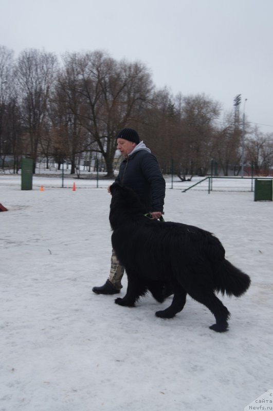 Фото: ньюфаундленд Чистый Бриллиант Амиго (Chisty Brilliant Amigo)