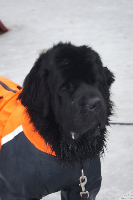 Фото: ньюфаундленд Белкондер-Клаб Угли-Бугли (Belkonder-Club Ugli-Boogli)