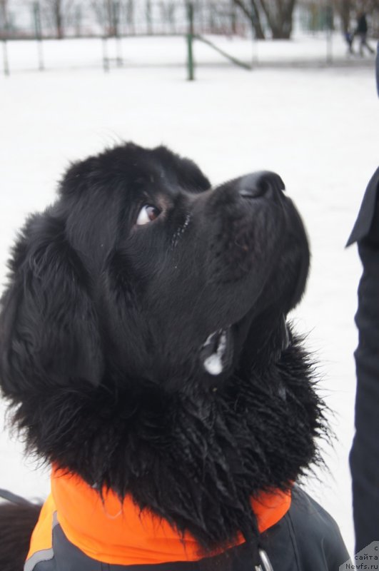 Фото: ньюфаундленд Белкондер-Клаб Угли-Бугли (Belkonder-Club Ugli-Boogli)