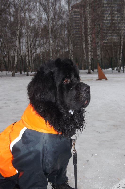 Фото: ньюфаундленд Белкондер-Клаб Угли-Бугли (Belkonder-Club Ugli-Boogli)