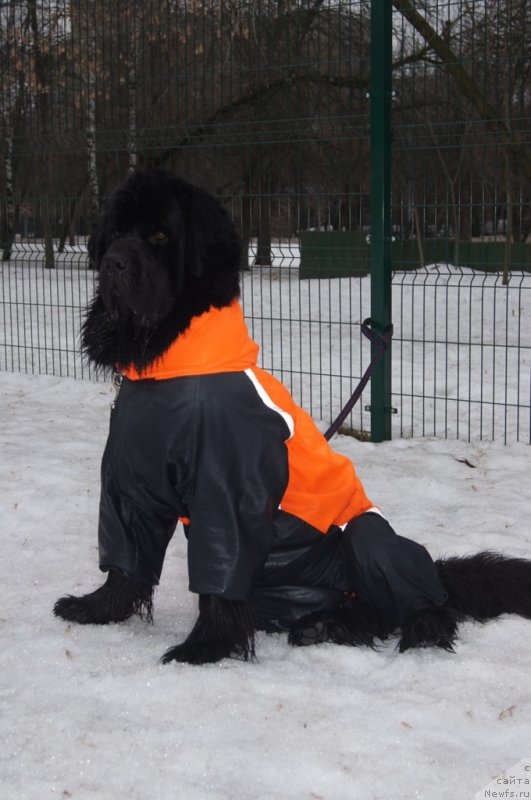 Фото: ньюфаундленд Белкондер-Клаб Угли-Бугли (Belkonder-Club Ugli-Boogli)