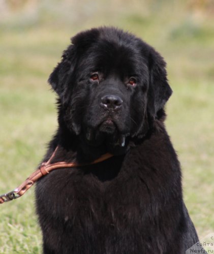 Фото: ньюфаундленд Эппл Блоссом с Берега Дона (Eppl Blossom s Berega Dona)