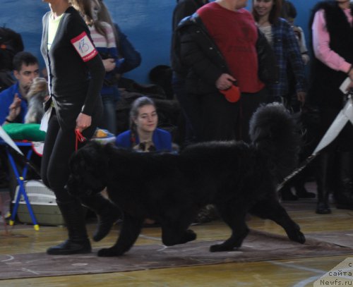 Фото: ньюфаундленд Эппл Блоссом с Берега Дона (Eppl Blossom s Berega Dona)