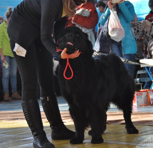 Фото: ньюфаундленд Эппл Блоссом с Берега Дона (Eppl Blossom s Berega Dona)