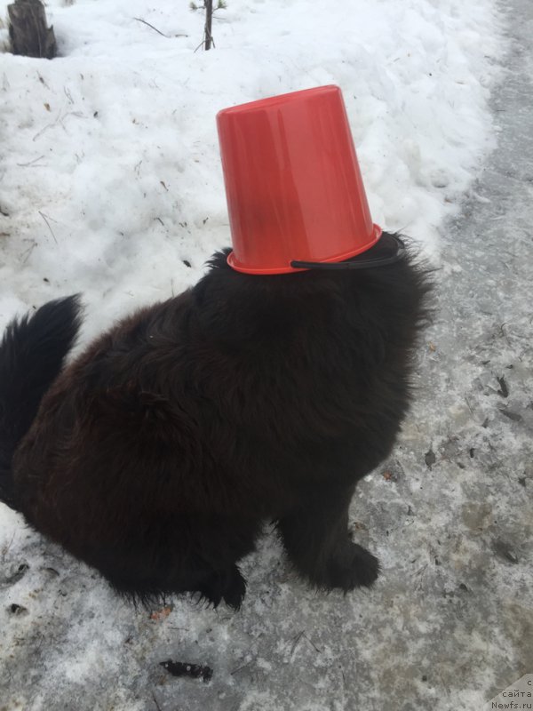 Фото: ньюфаундленд Это Счастье с Берега Дона (Eto Schast'e s Berega Dona)