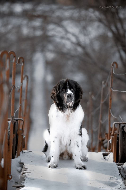 Фото: ньюфаундленд Маг Исполин Оби-Ван Кеноби