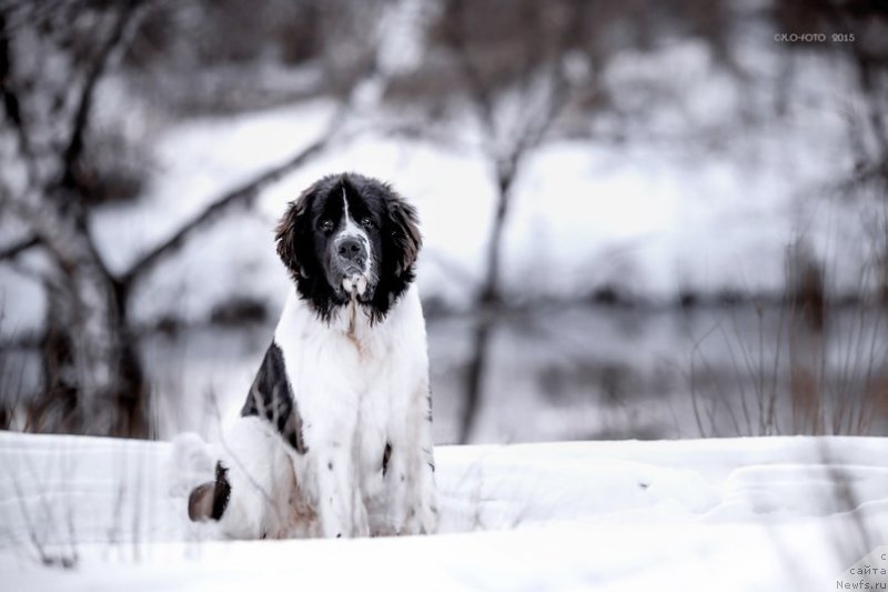 Фото: ньюфаундленд Маг Исполин Оби-Ван Кеноби