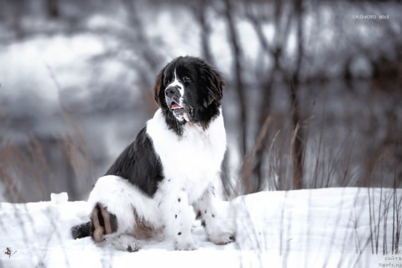 Фото: ньюфаундленд Маг Исполин Оби-Ван Кеноби