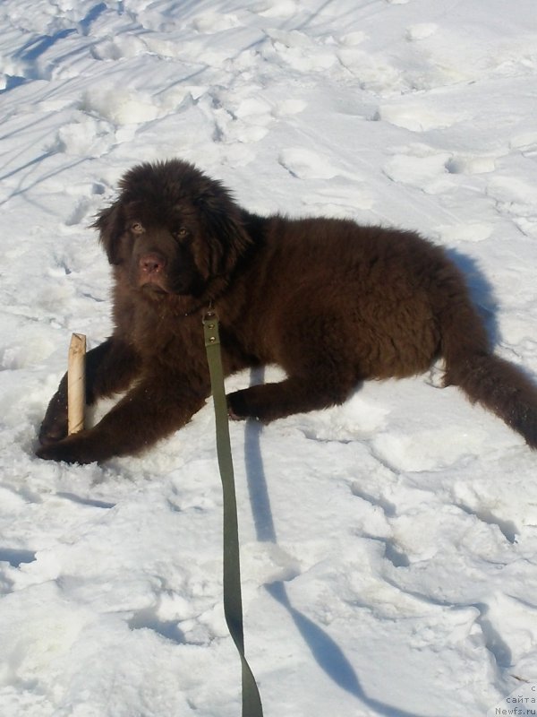 Фото: ньюфаундленд Вересковый Мёд с Берега Дона (Vereskovyj Mjod s Berega Dona)