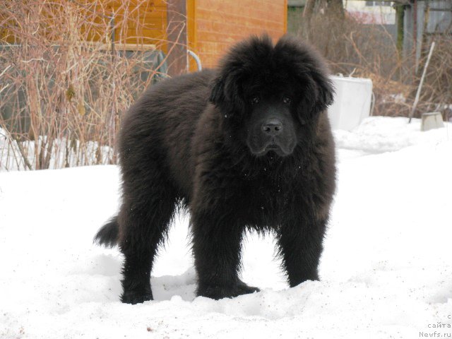 Фото: ньюфаундленд Моя Стихия Ирис Рой Девидсон