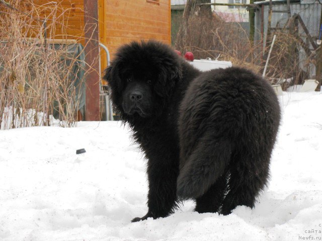 Фото: ньюфаундленд Моя Стихия Ирис Рой Девидсон