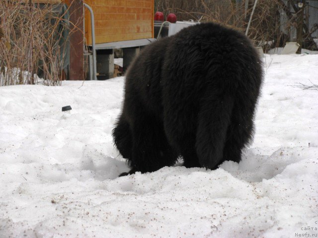 Фото: ньюфаундленд Моя Стихия Ирис Рой Девидсон