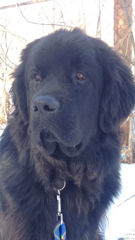 Фотография № 176159