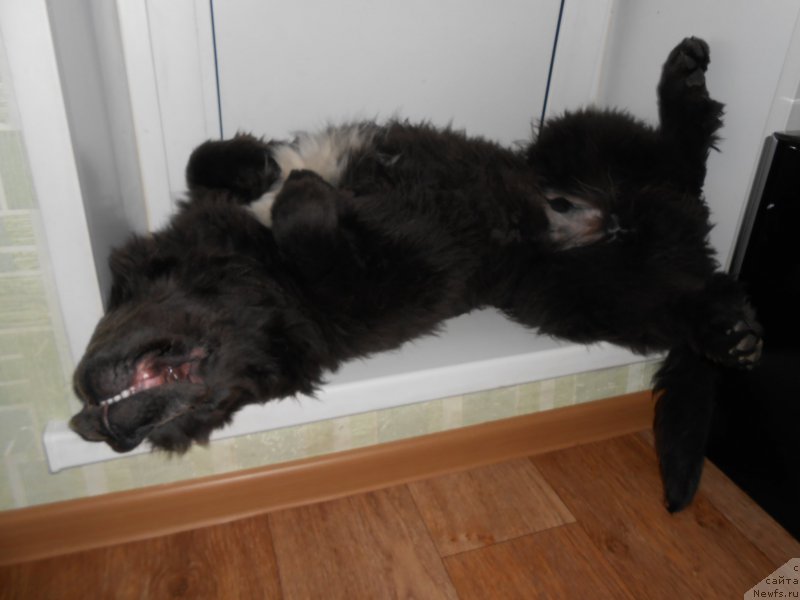 Фото: ньюфаундленд Ангел Хранитель Граффидд (Angel Khranitel Gruffidd)