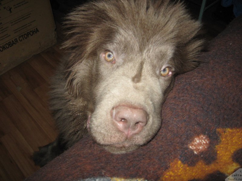 Фото: ньюфаундленд Ezhevika Lilovaya Yagodka Super Mishka