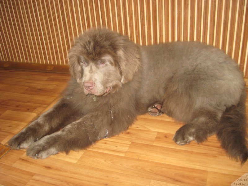 Фото: ньюфаундленд Ezhevika Lilovaya Yagodka Super Mishka