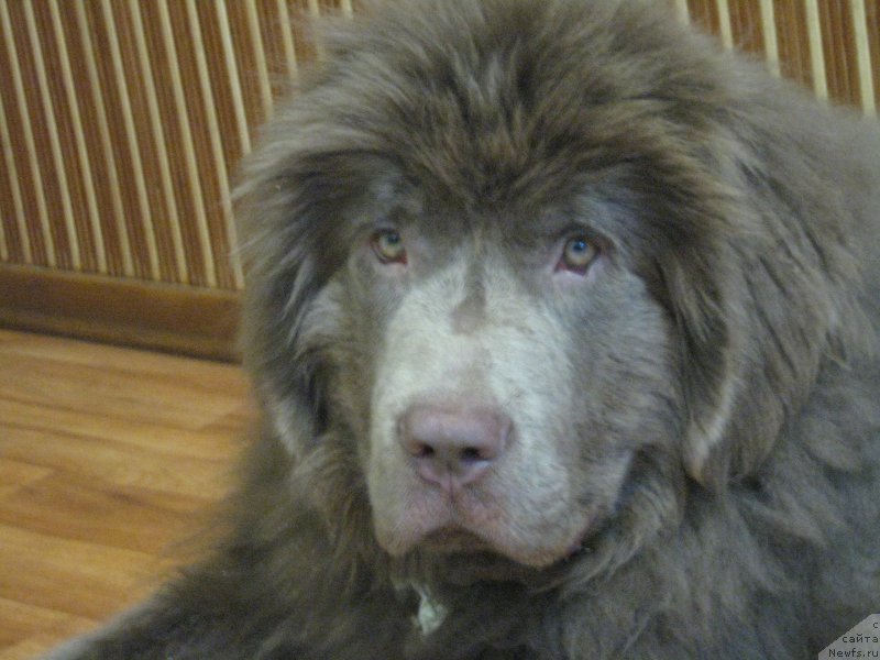Фото: ньюфаундленд Ezhevika Lilovaya Yagodka Super Mishka
