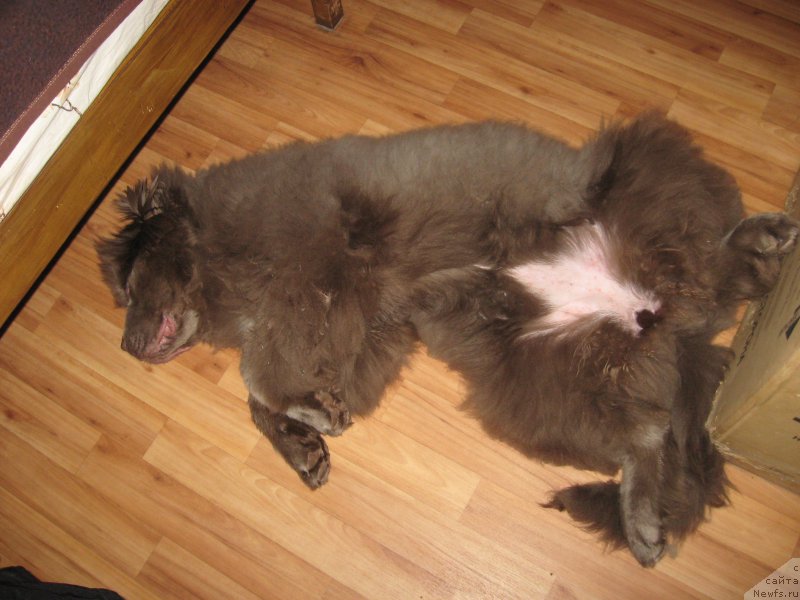 Фото: ньюфаундленд Ezhevika Lilovaya Yagodka Super Mishka