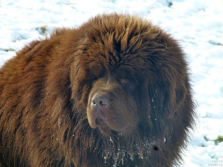 Фото: ньюфаундленд Хелло Ай Эм Царь с Берега Дона (Hello I am Czar s Berega Dona)