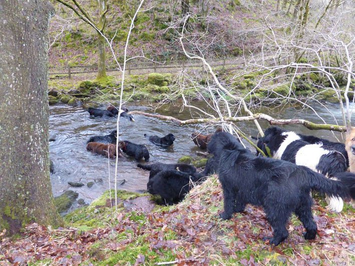 Фото: ньюфаундленд Хелло Ай Эм Царь с Берега Дона (Hello I am Czar s Berega Dona)
