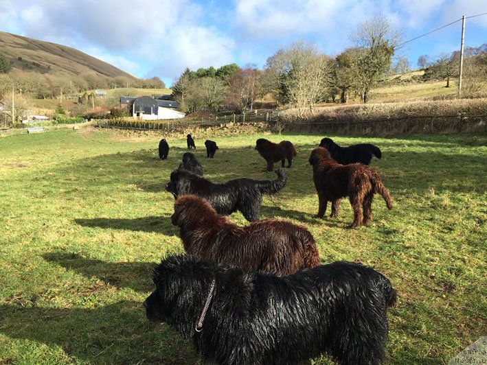 Фото: ньюфаундленд Хелло Ай Эм Царь с Берега Дона (Hello I am Czar s Berega Dona)