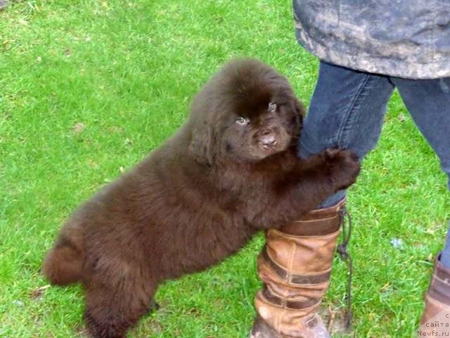 Фото: щенок, от, ньюфаундленд Хелло Ай Эм Царь с Берега Дона (Hello I am Czar s Berega Dona)