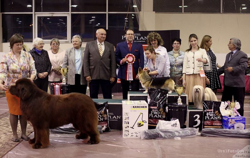 Фото: ньюфаундленд Акватория Келвин Райз Афтэ Ми (Aquatoriya Kelvin Rise After Me)